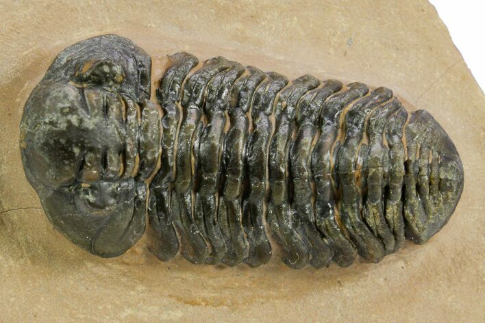 Phacopid (Acastoides) Trilobite - Foum Zguid, Morocco #359148